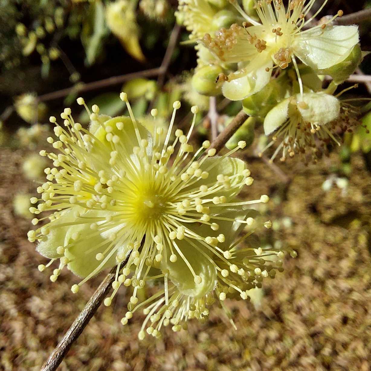 Eugenia myrcianthes
