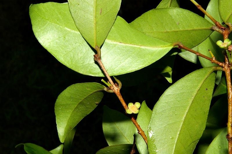 Eugenia natalitia