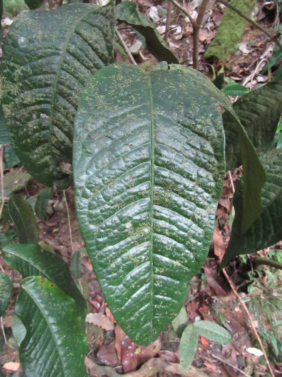 Eugenia paludosa