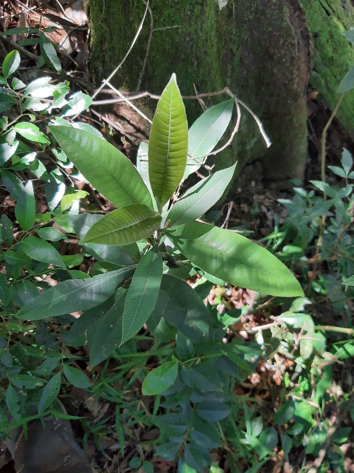 Eugenia platysema