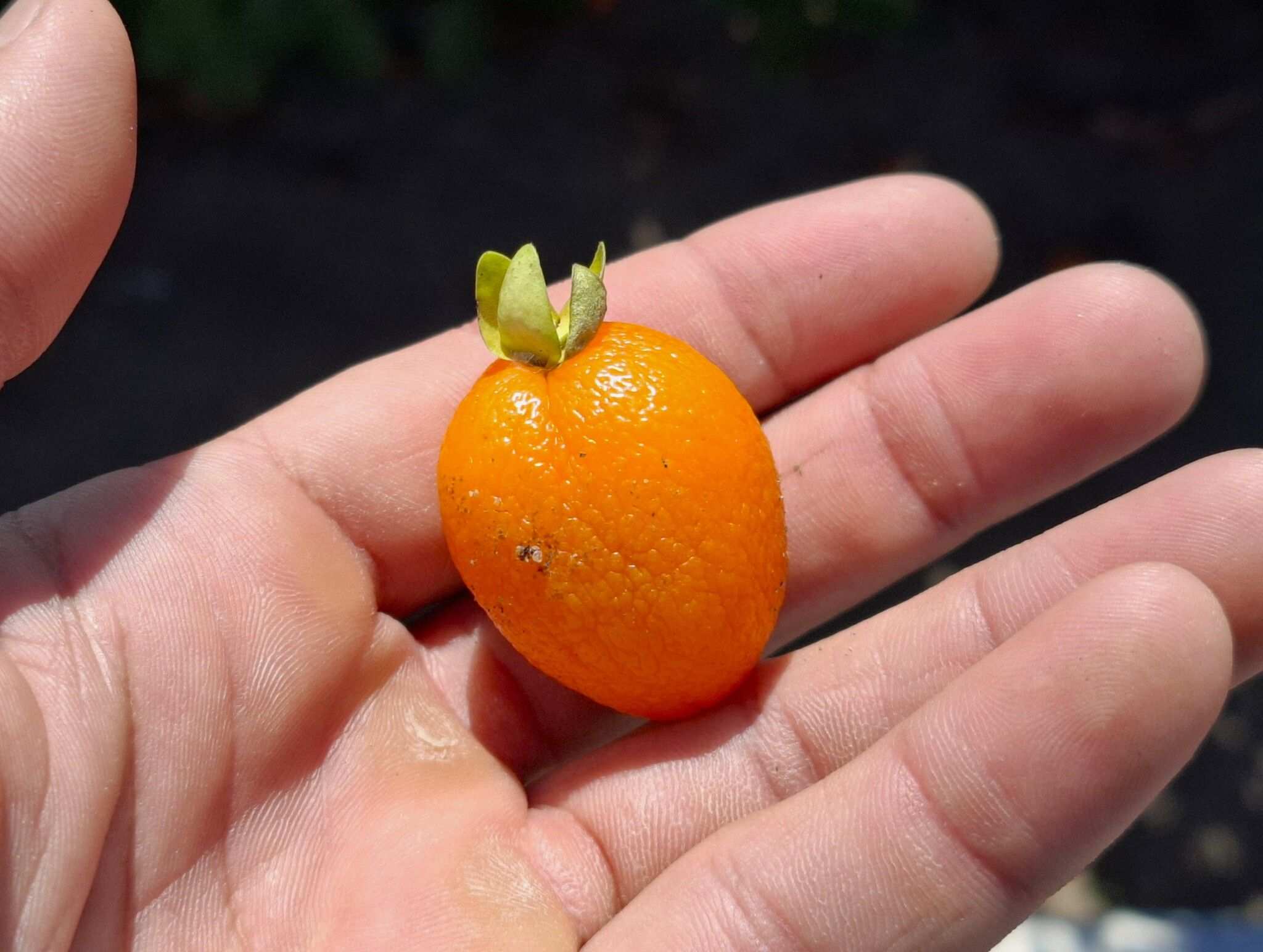Eugenia sp.