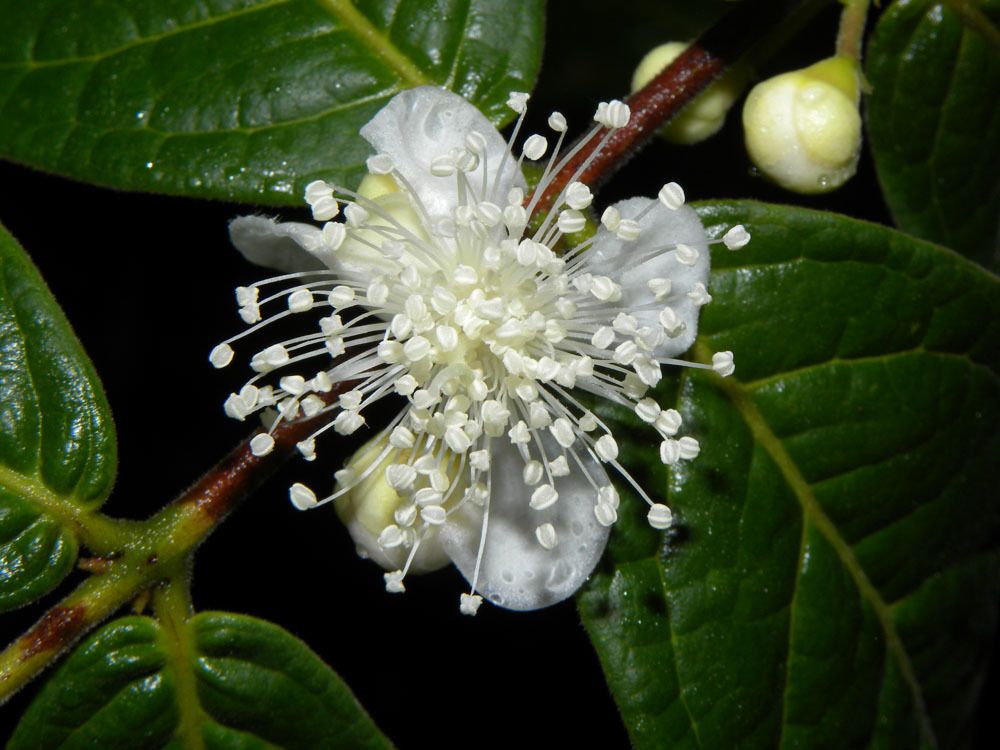Eugenia stipitata