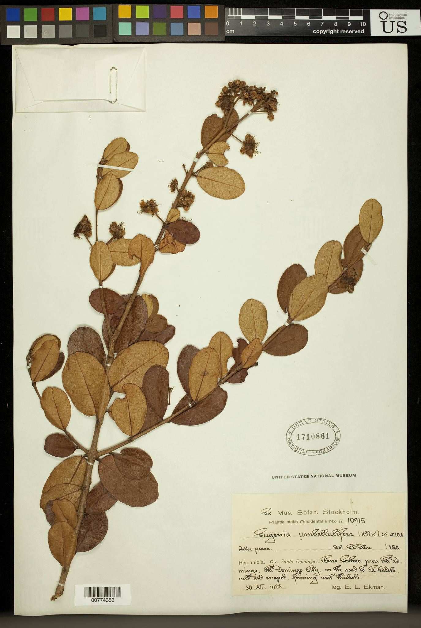 Eugenia umbellulifera