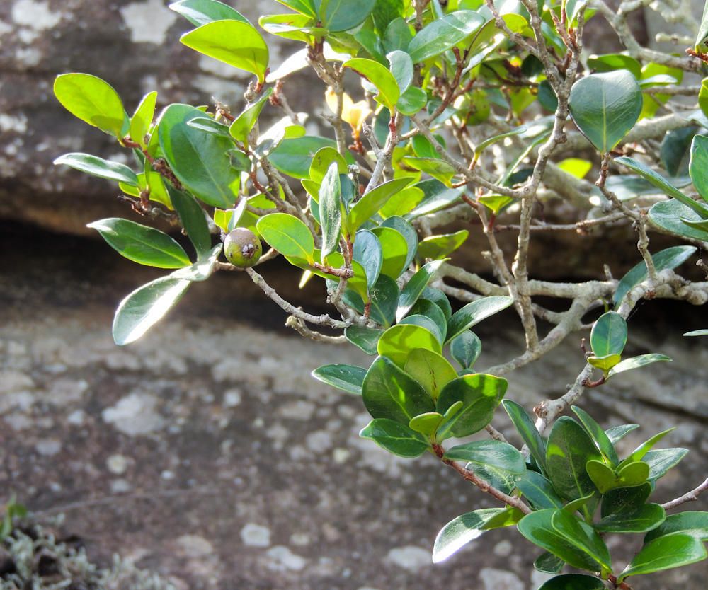 Eugenia umtamvunensis