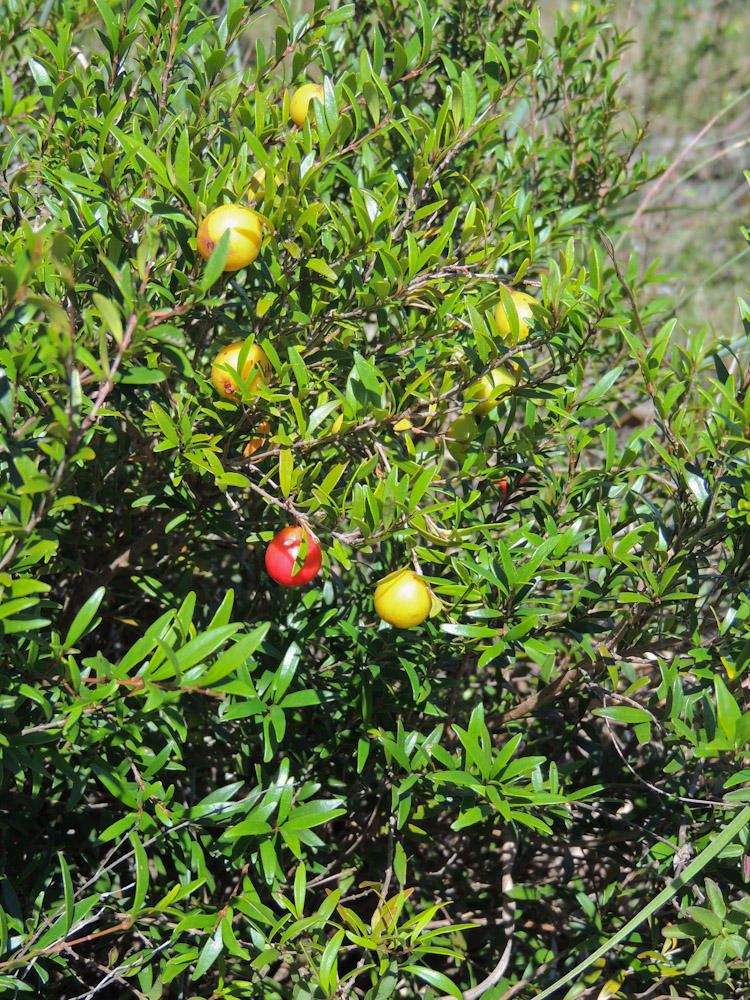 Eugenia verdoorniae