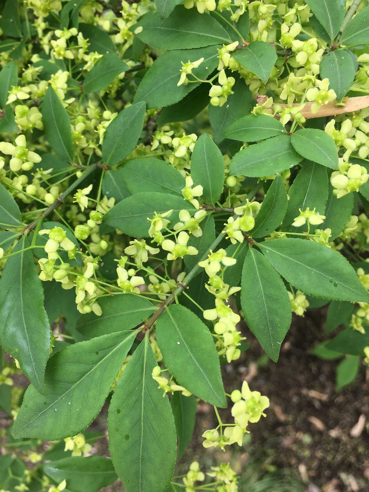Euonymus alatus