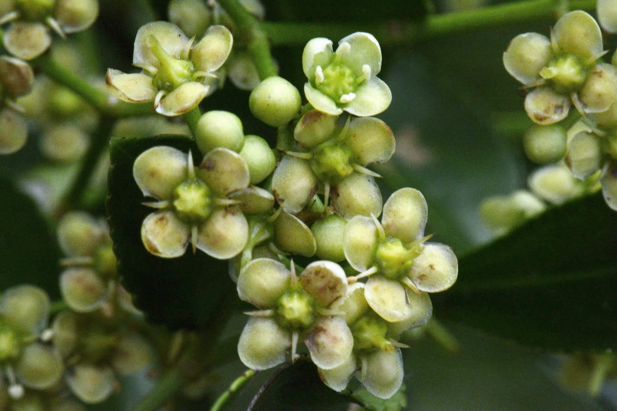 Euonymus japonicus