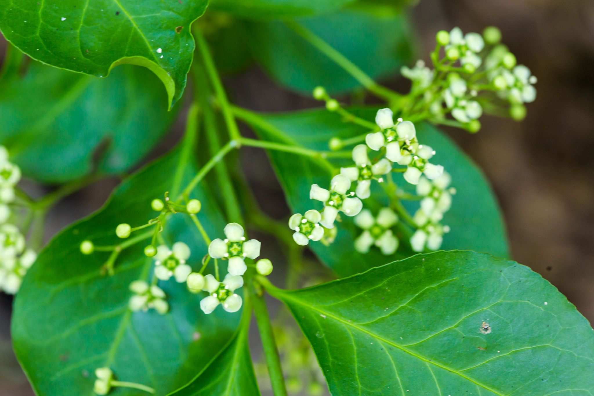 Euonymus kiautschovicus