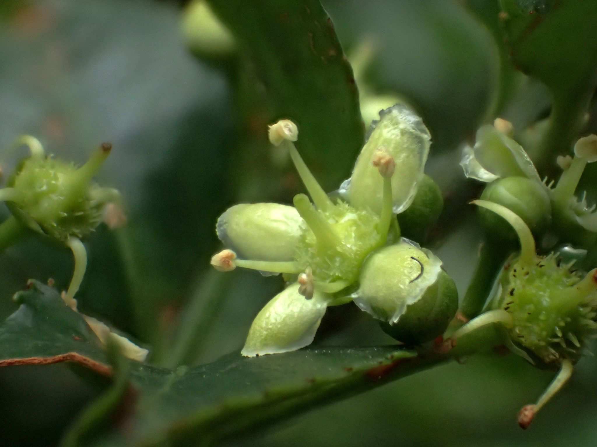 Euonymus sp.