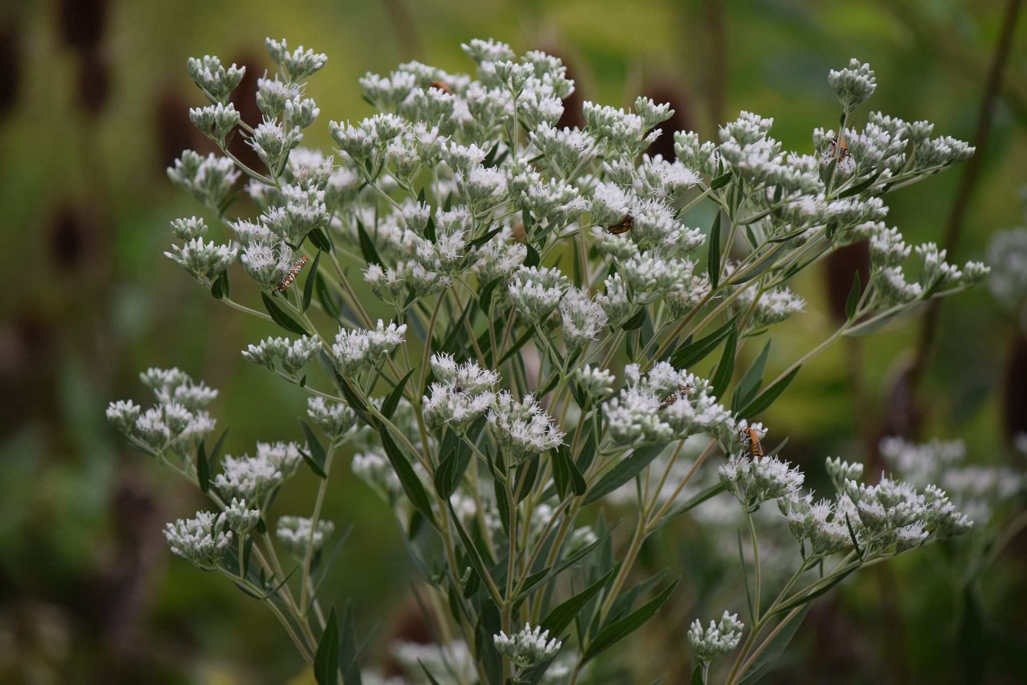 Eupatorium altissimum