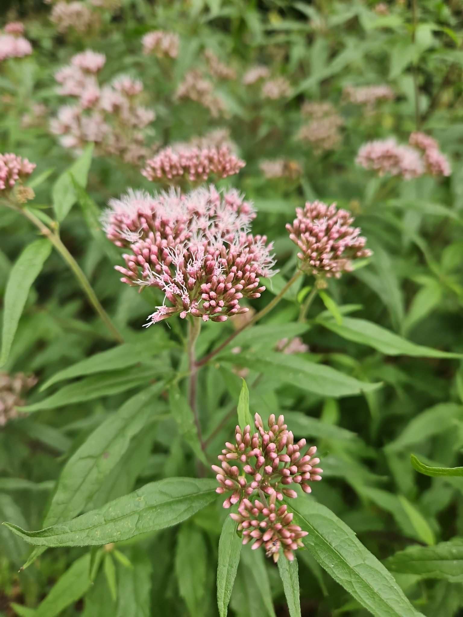 Eupatorium cannabinum