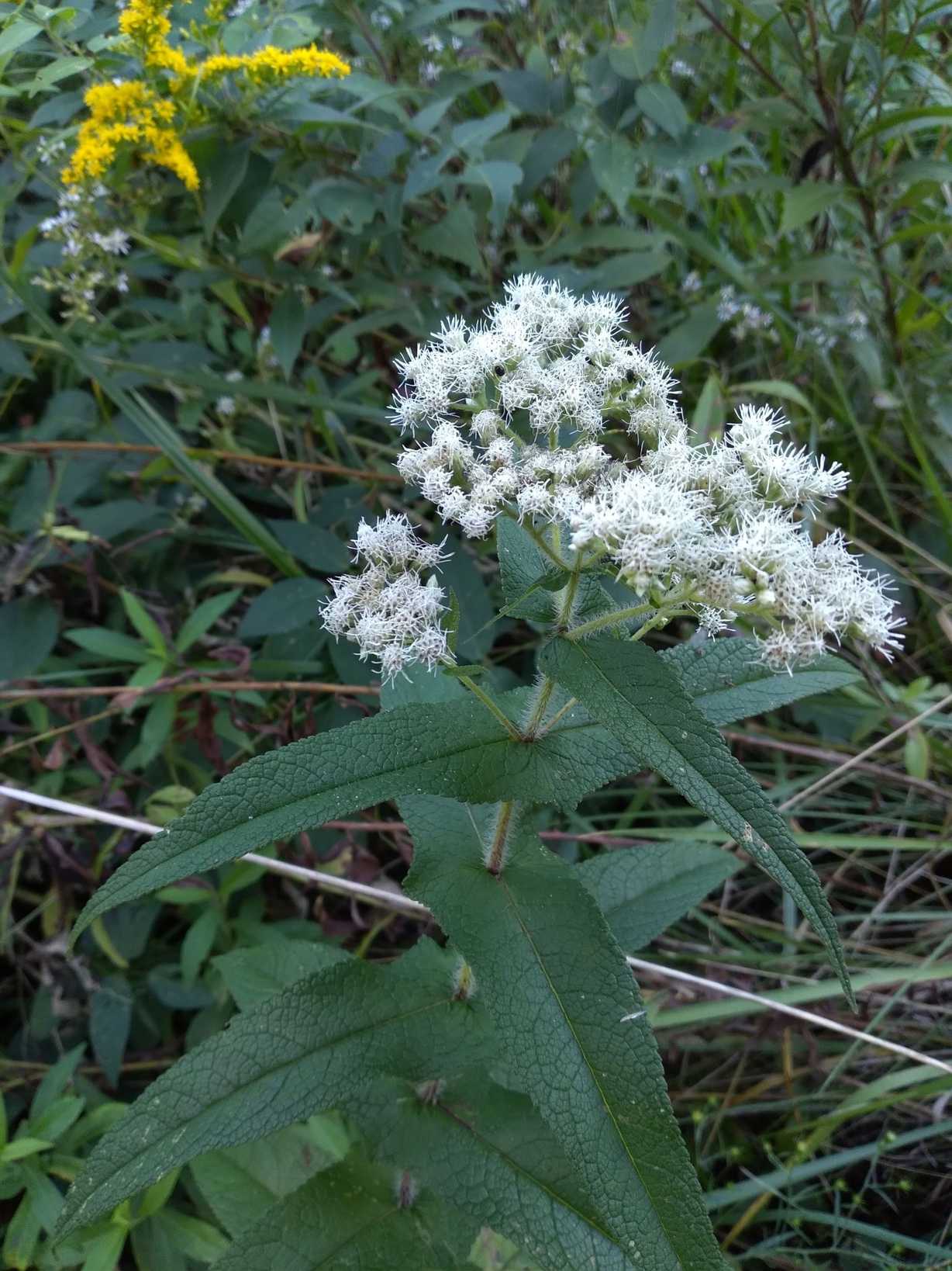 Eupatorium perfoliatum