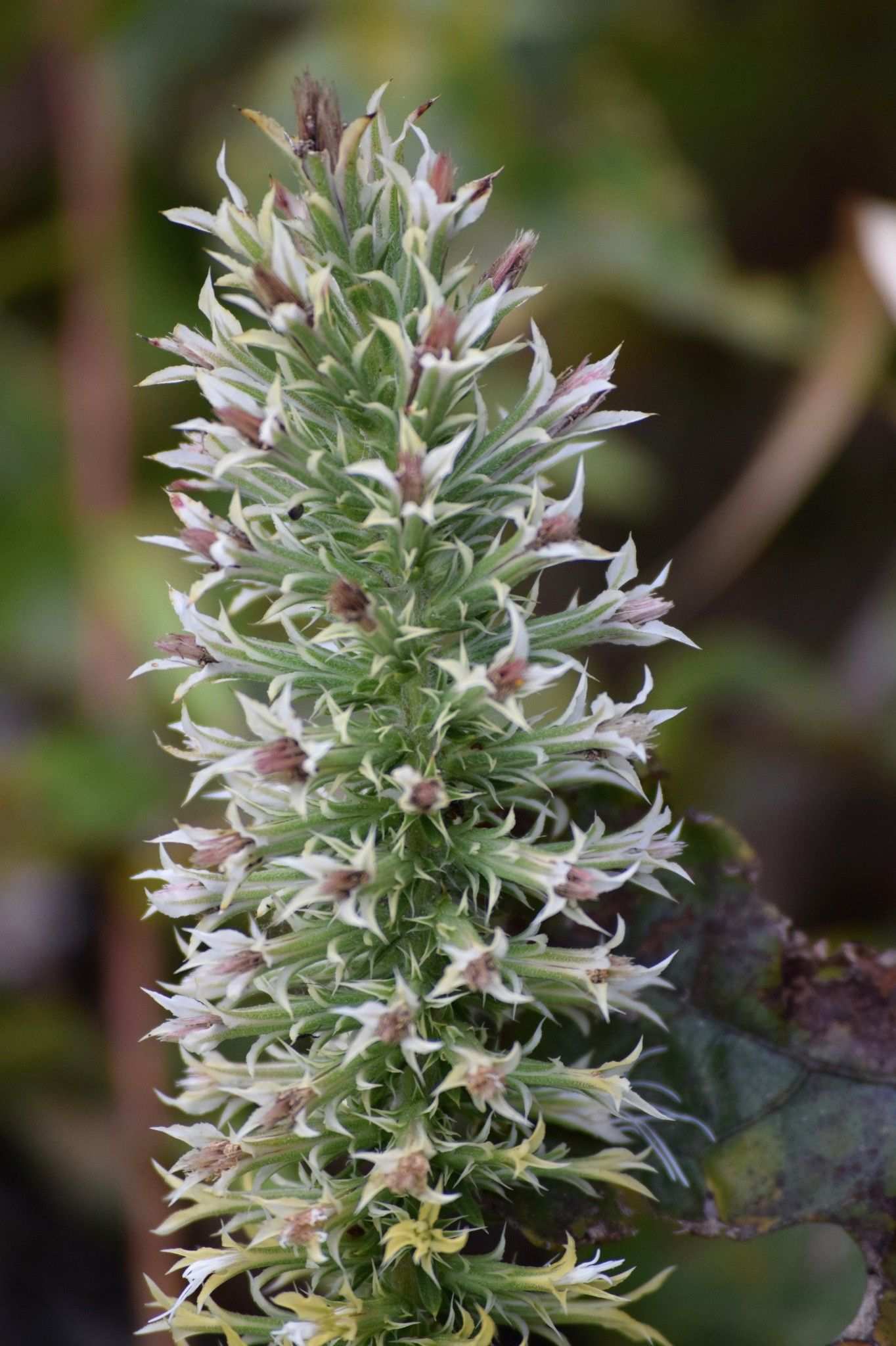 Eupatorium sp.