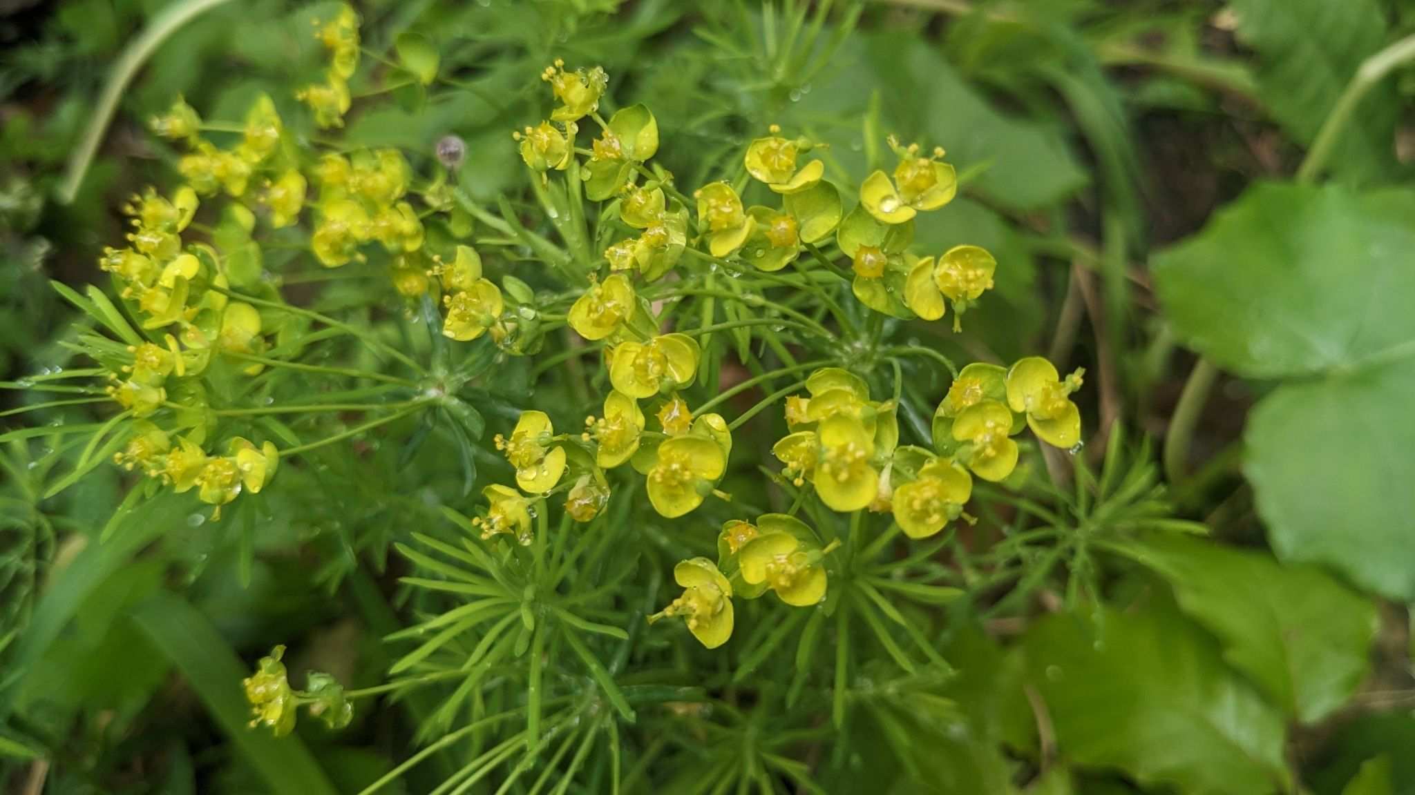 Euphorbia