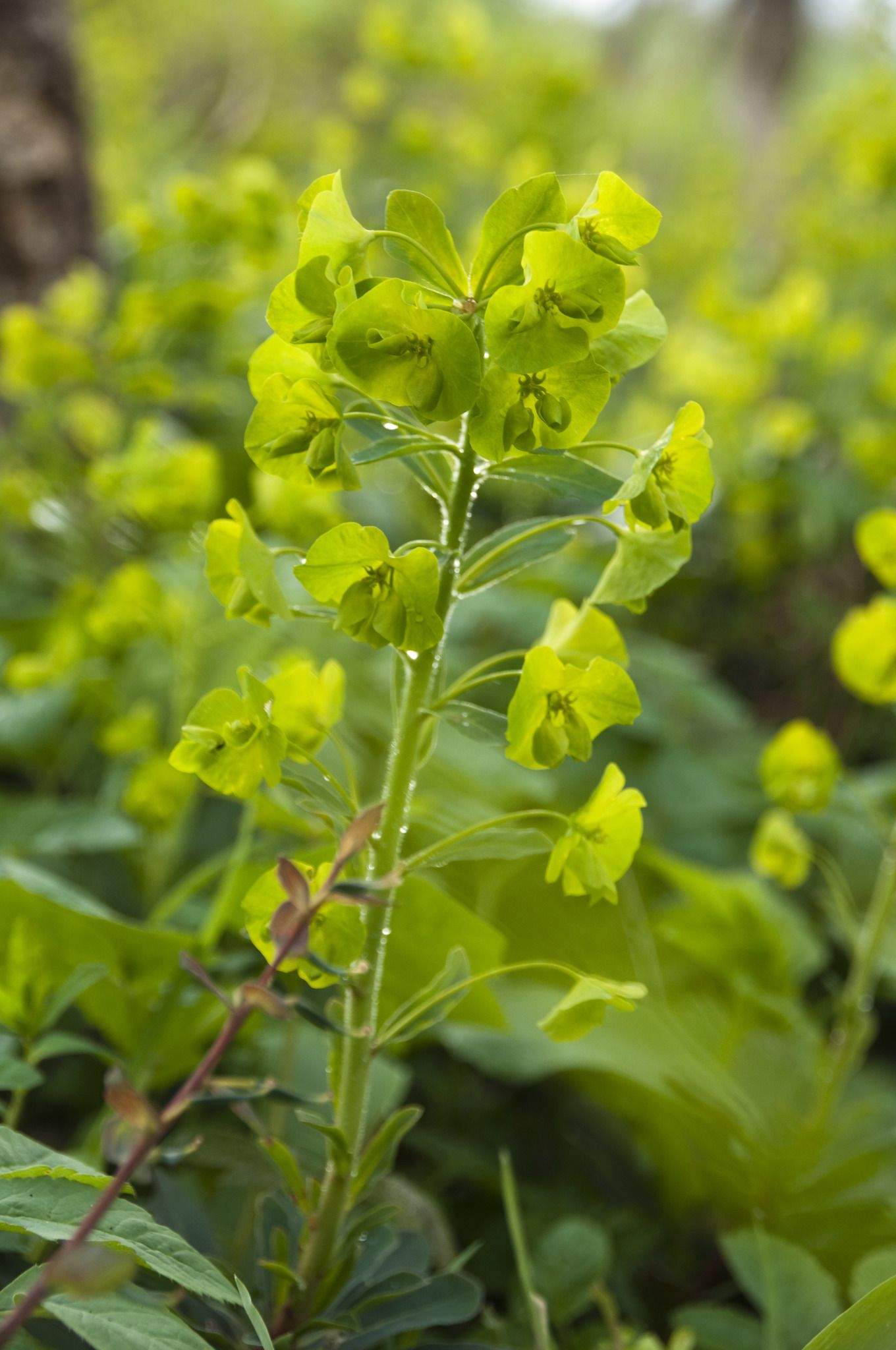 Euphorbia amygdaloides
