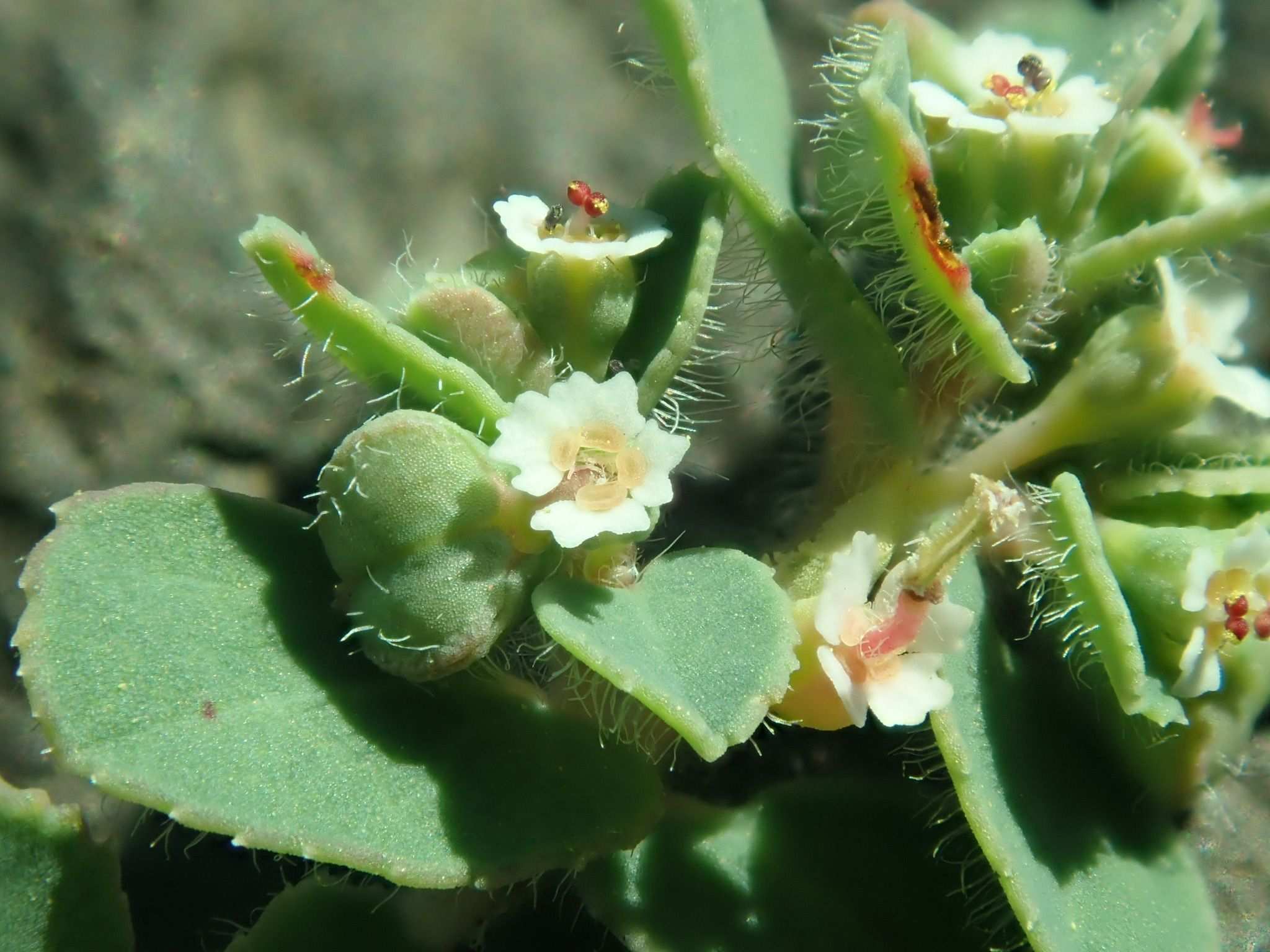 Euphorbia chamaesyce