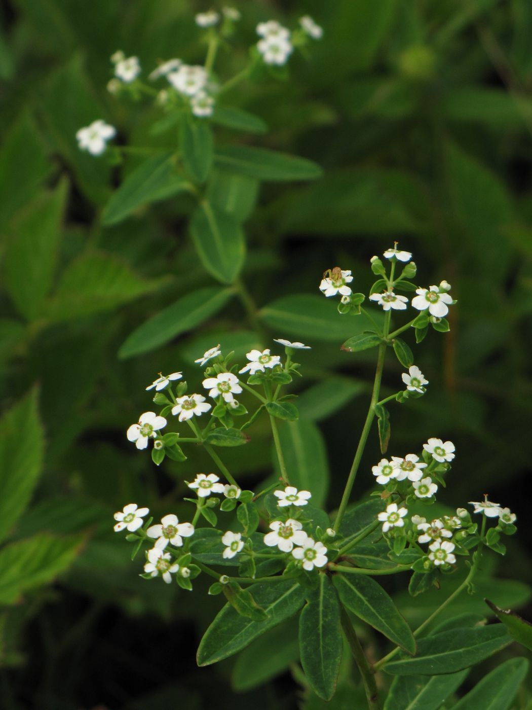 Euphorbia corollata