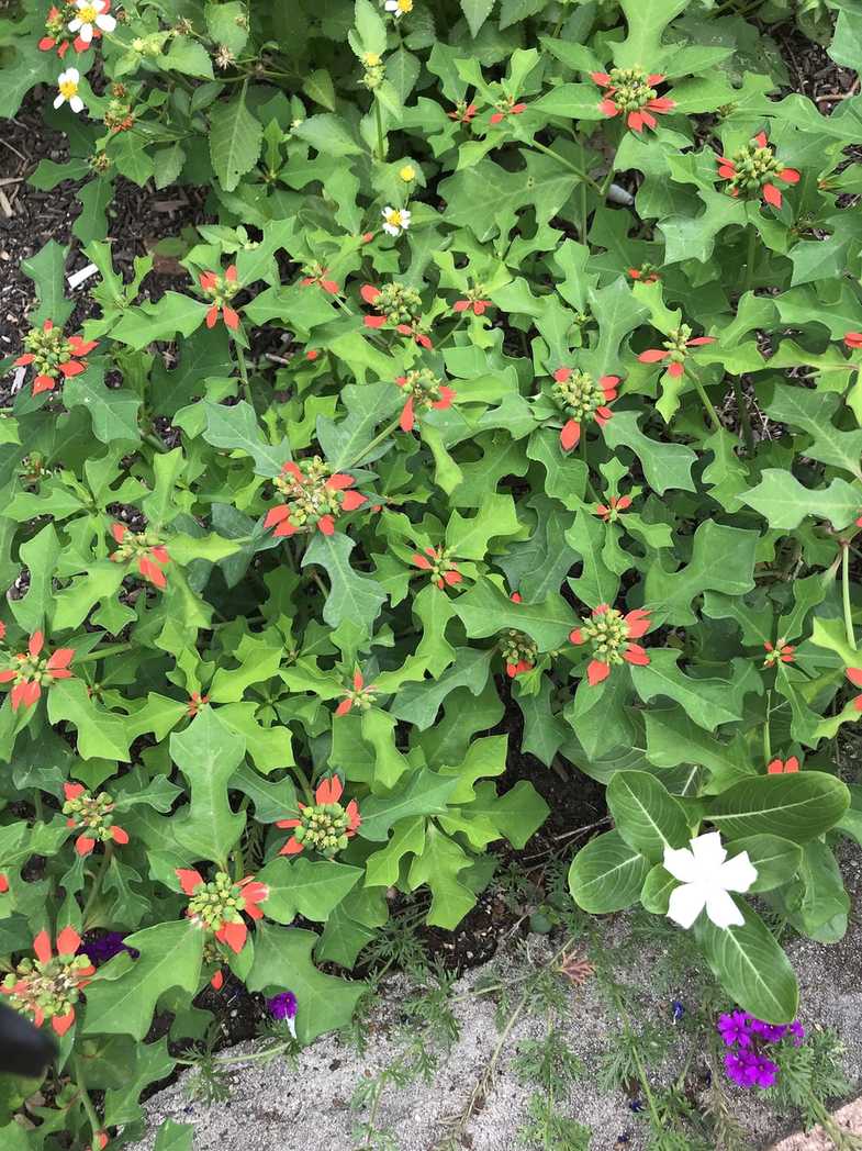Euphorbia heterophylla