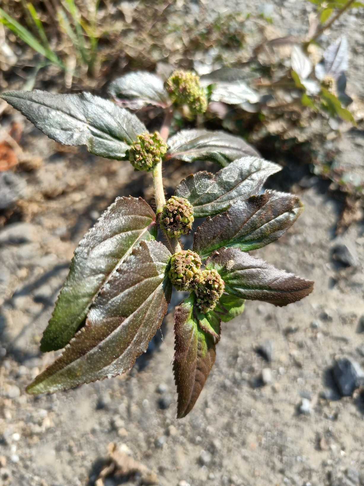 Euphorbia hirta