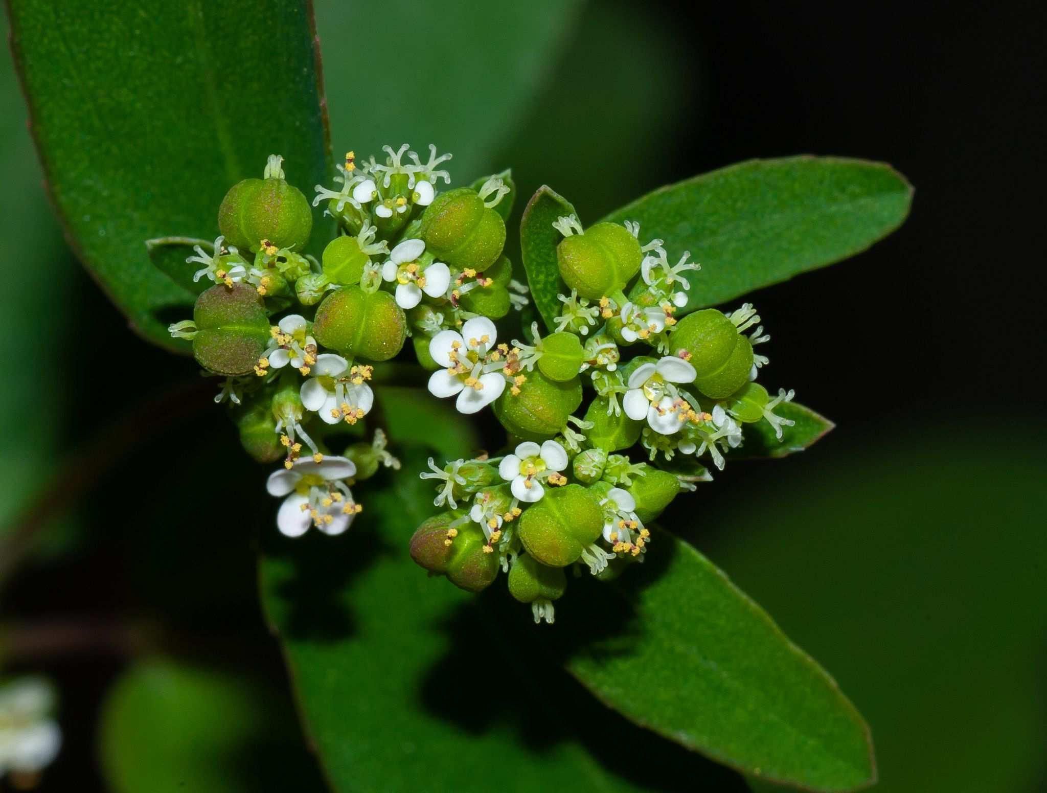 Euphorbia hypericifolia