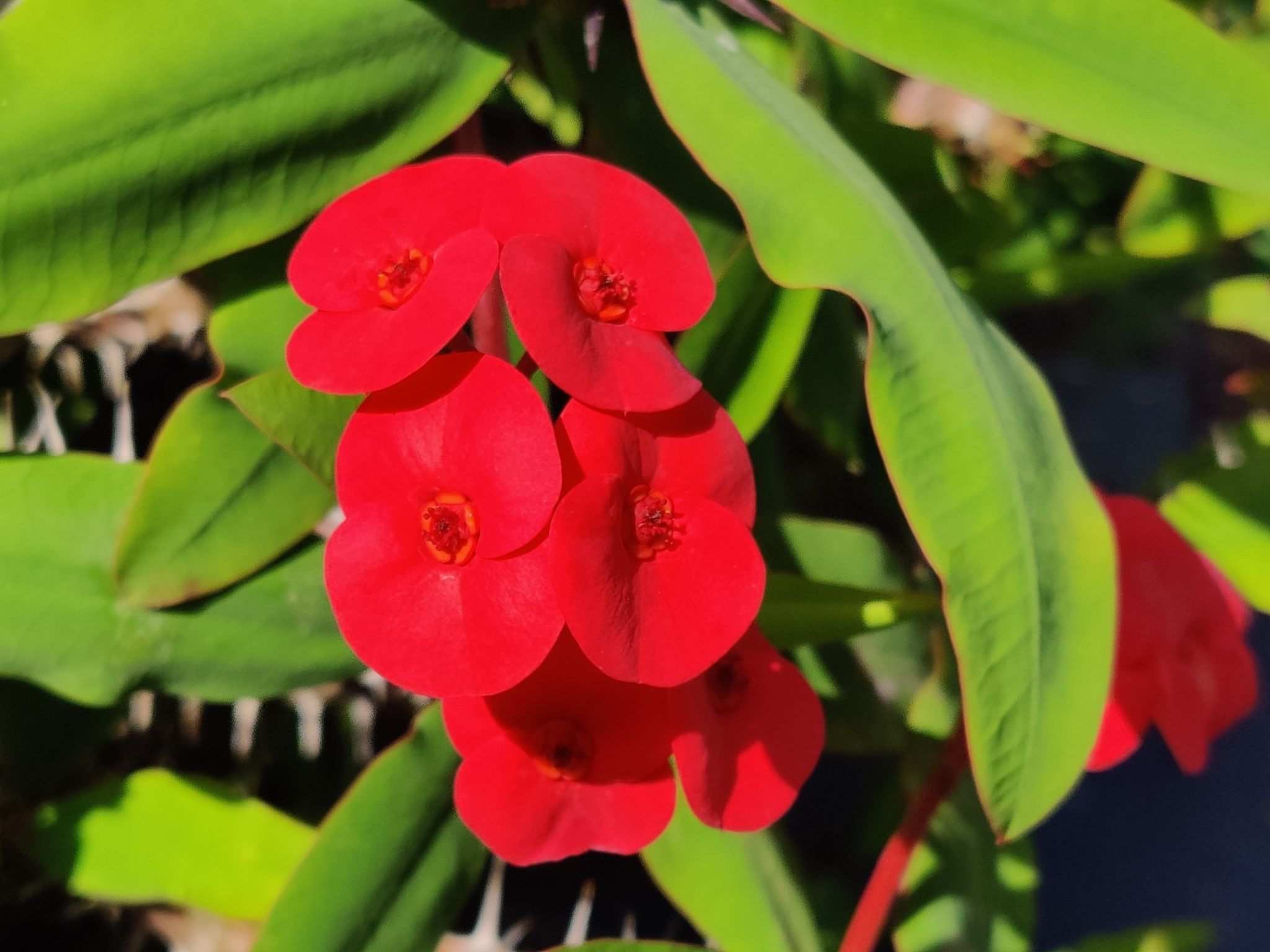 Euphorbia milii