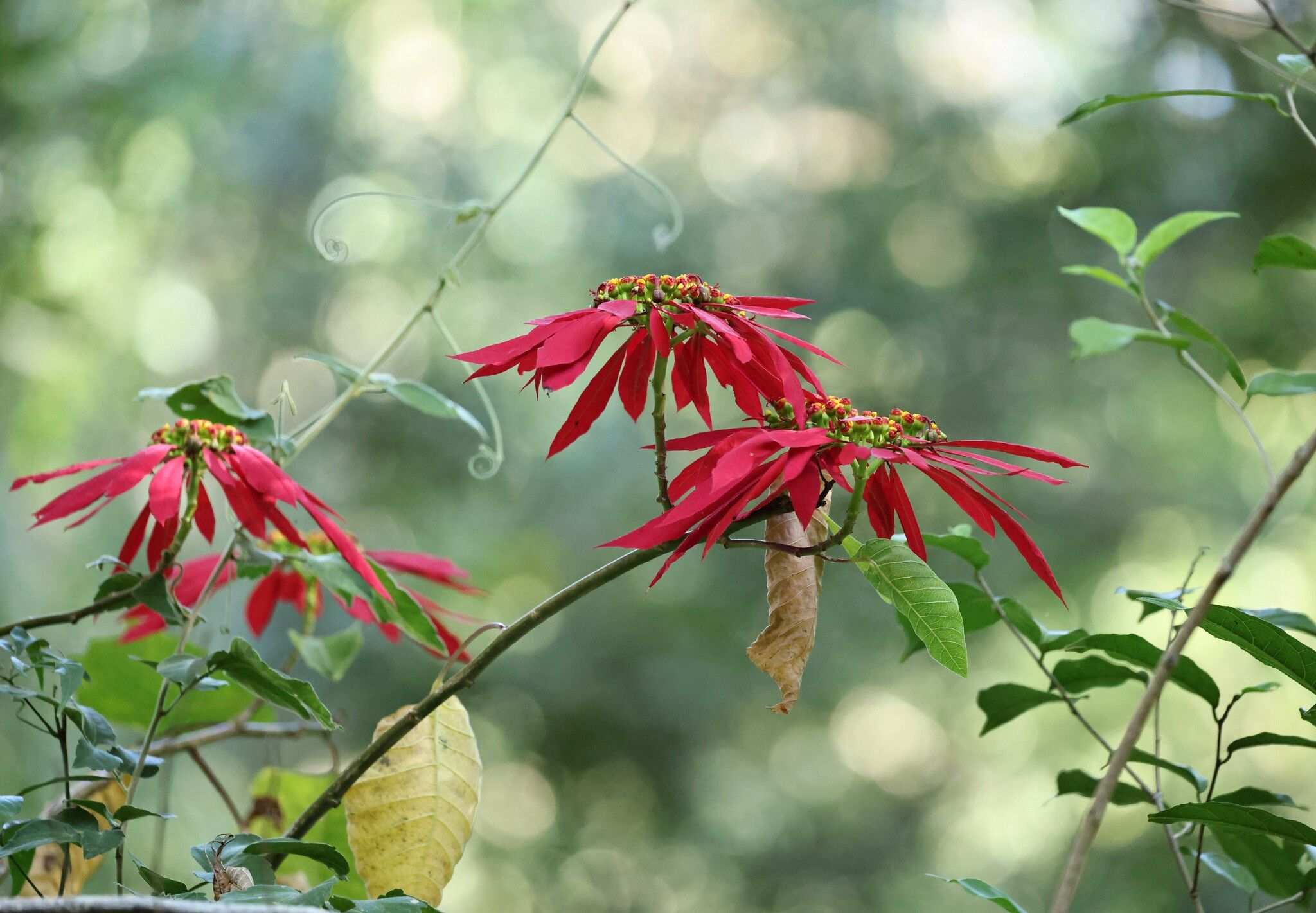 Euphorbia pulcherrima