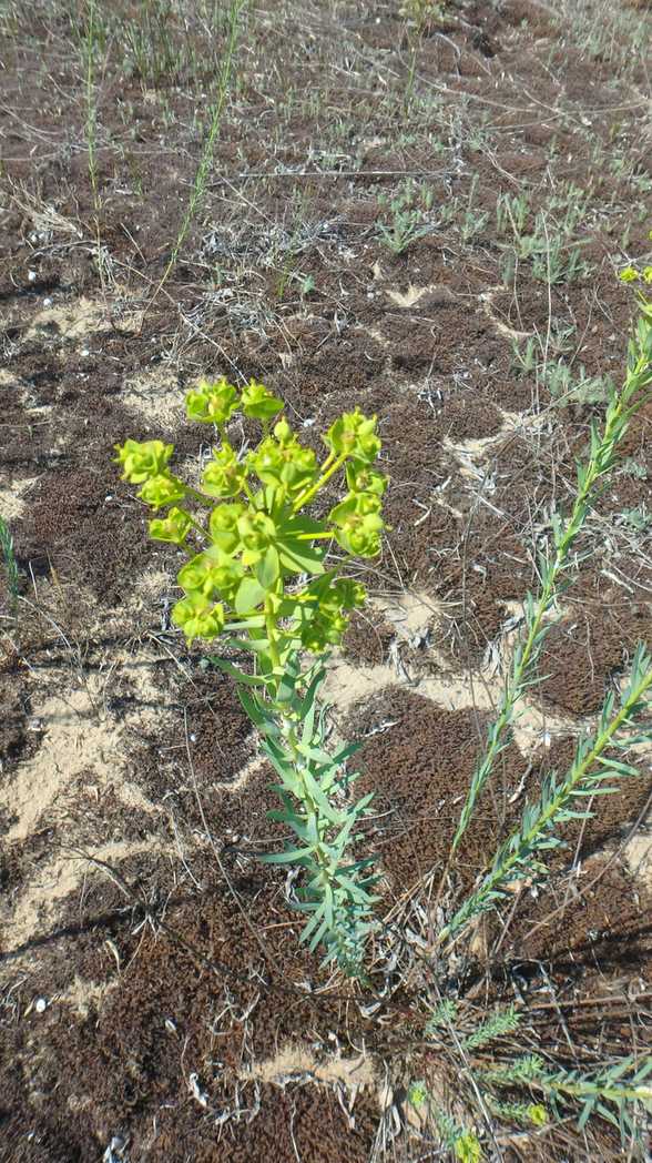 Euphorbia seguieriana