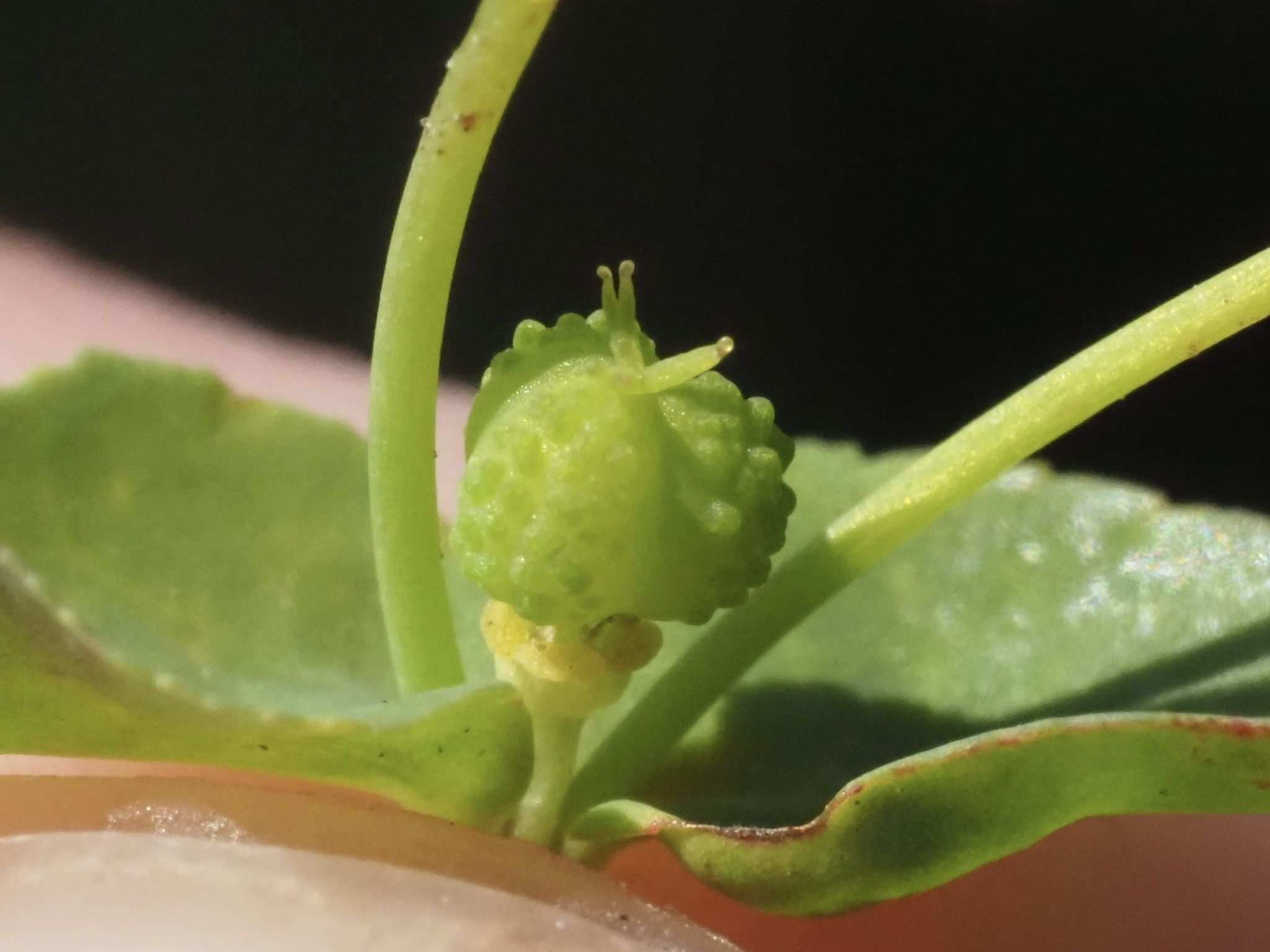Euphorbia sp.