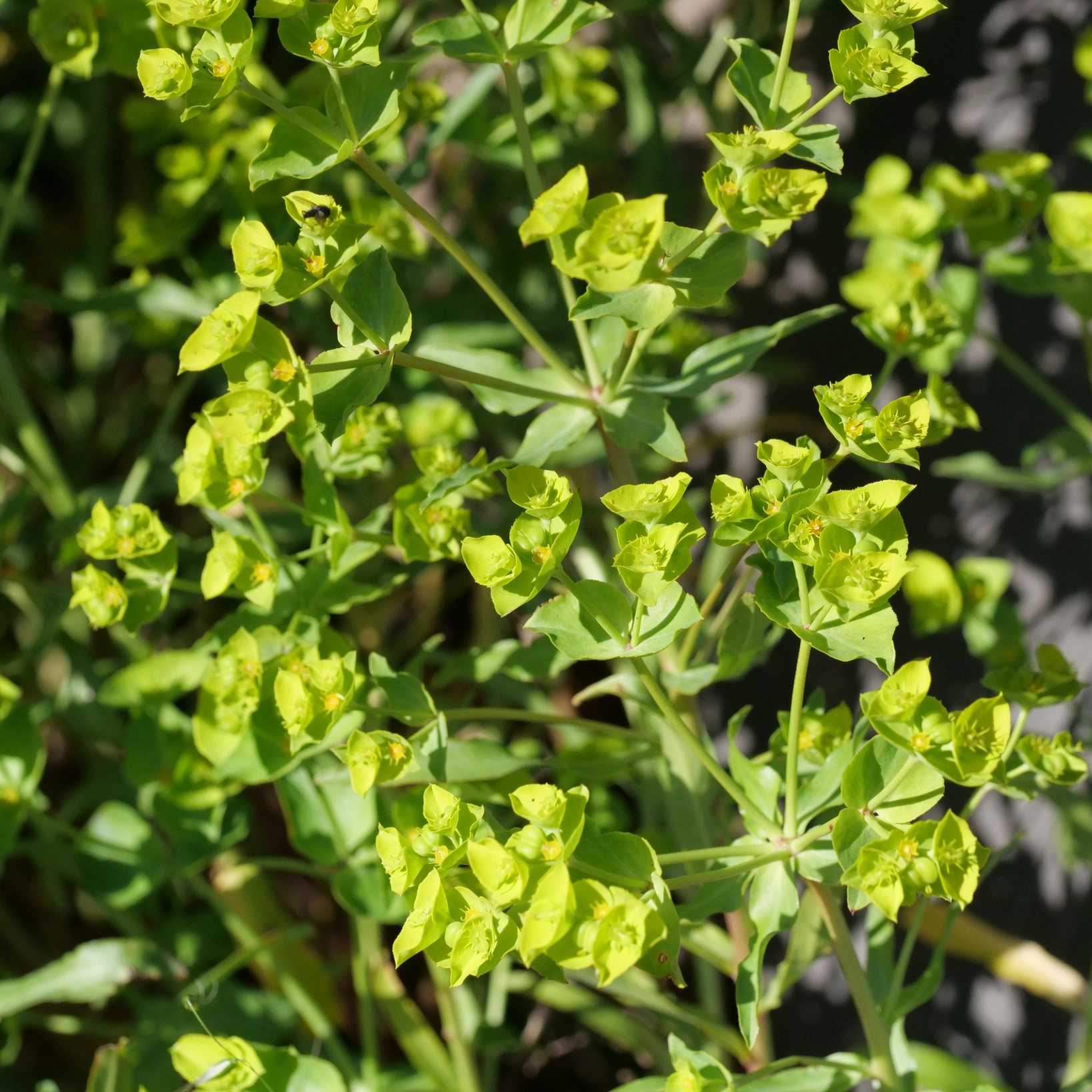 Euphorbia terracina