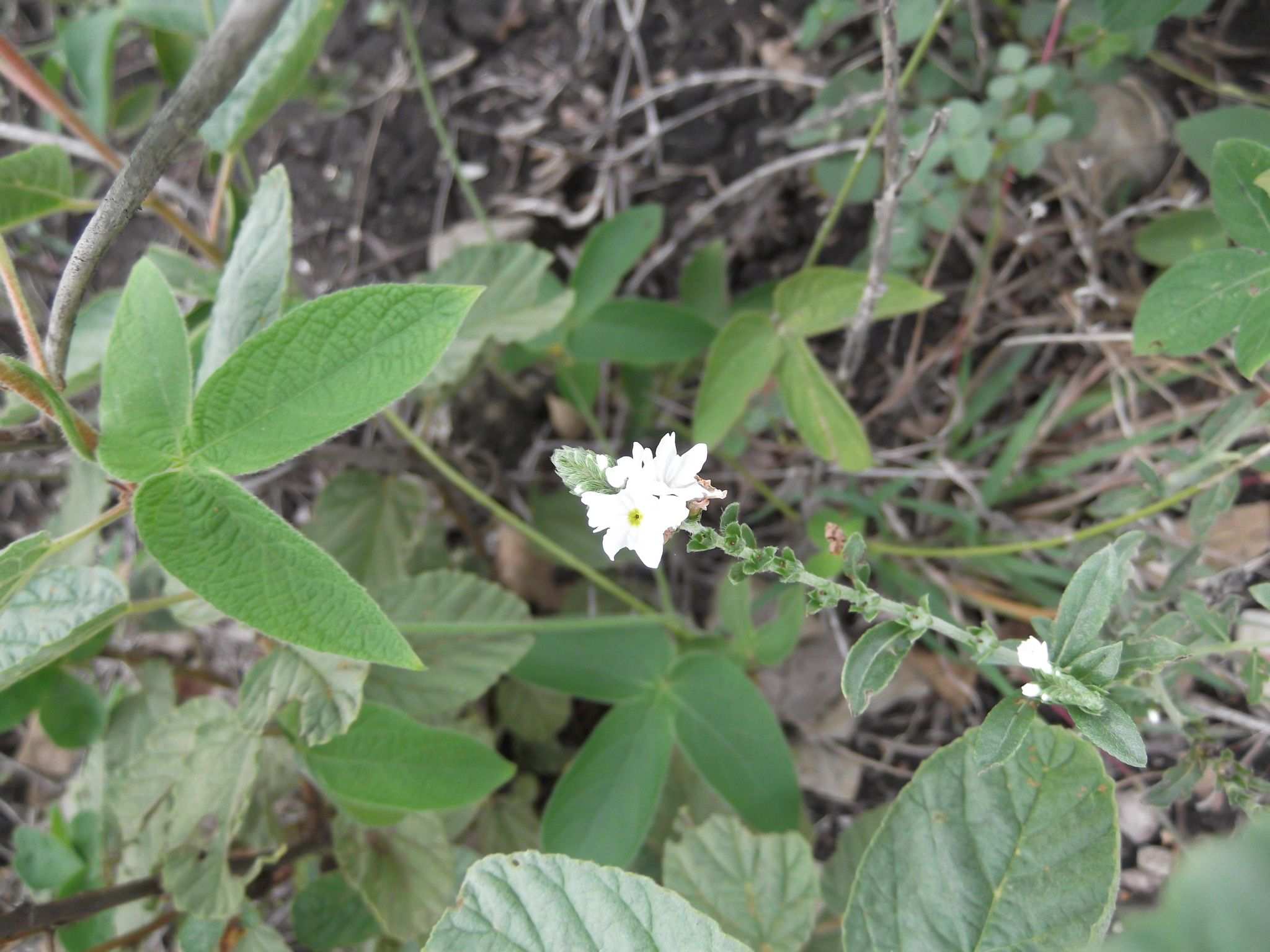 Euploca fruticosa