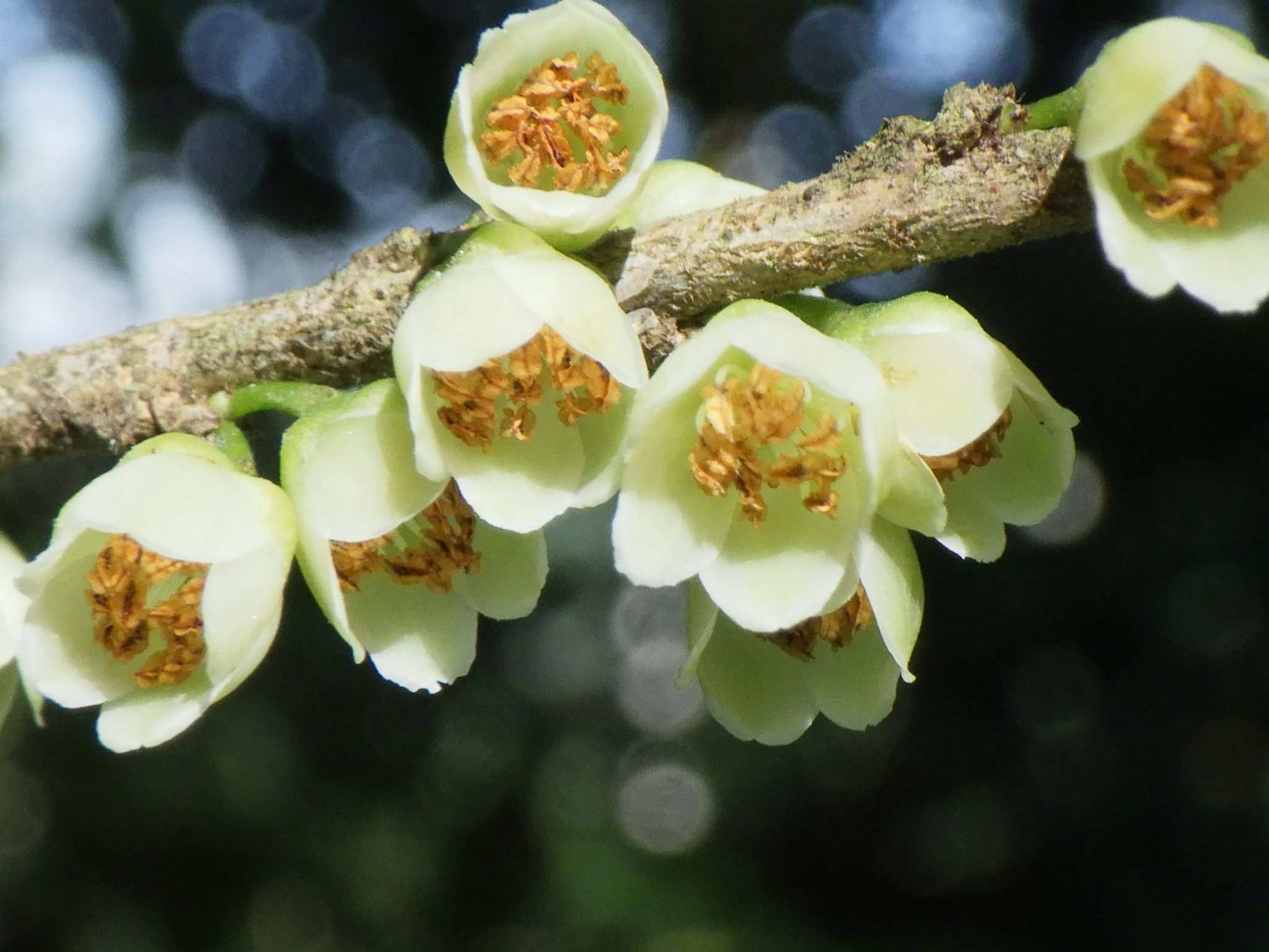 Eurya japonica