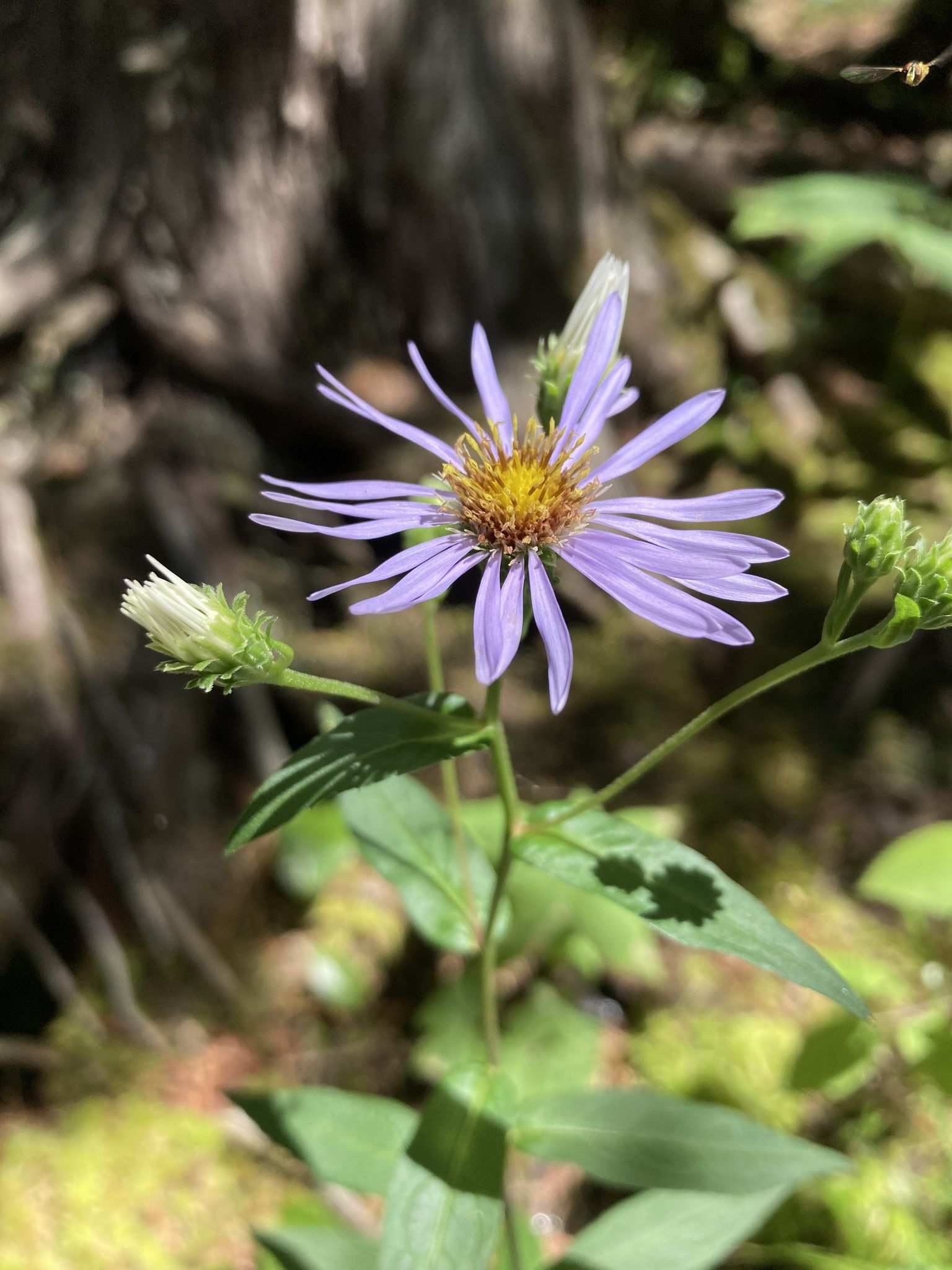 Eurybia radula