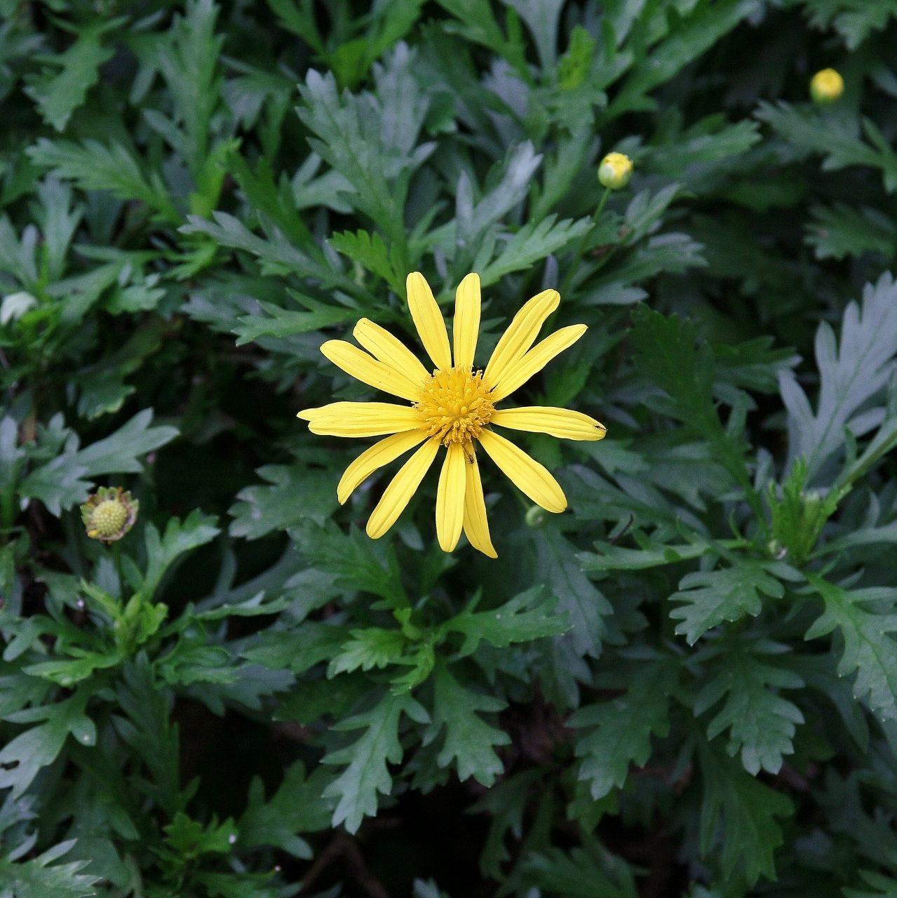 Euryops chrysanthemoides