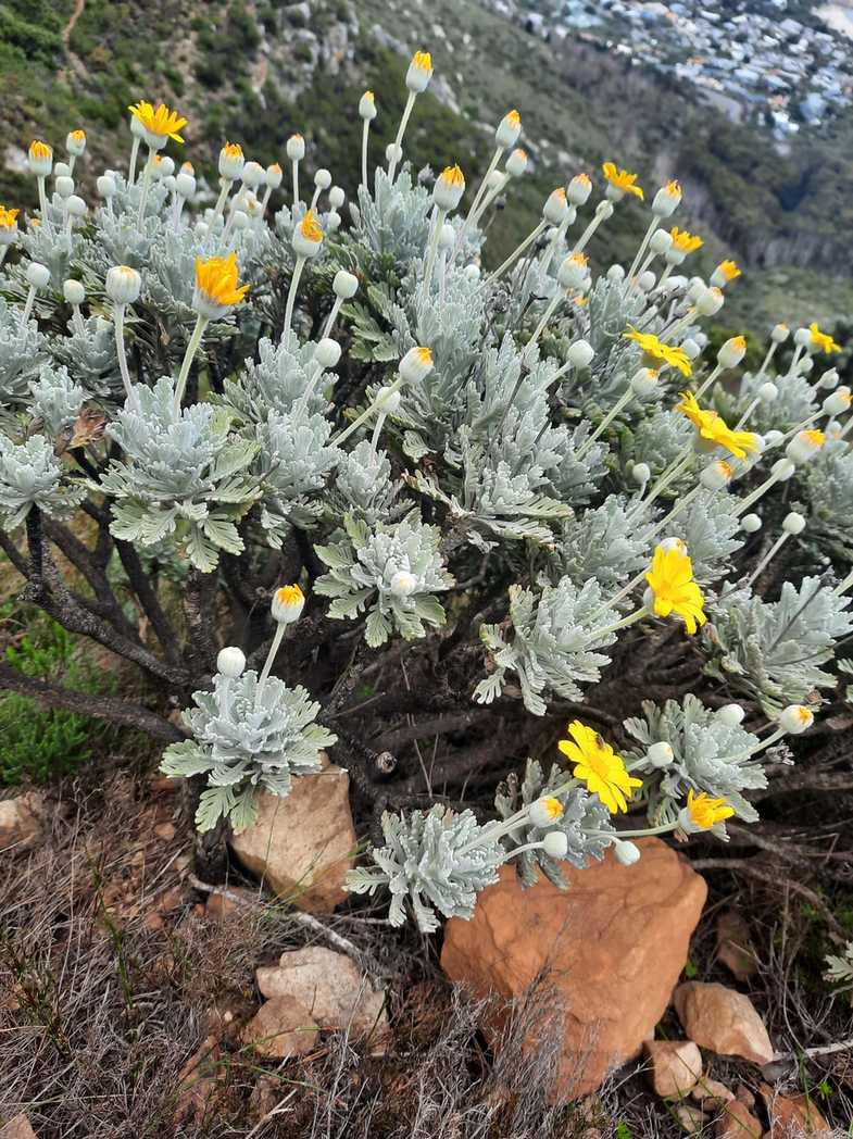 Euryops pectinatus