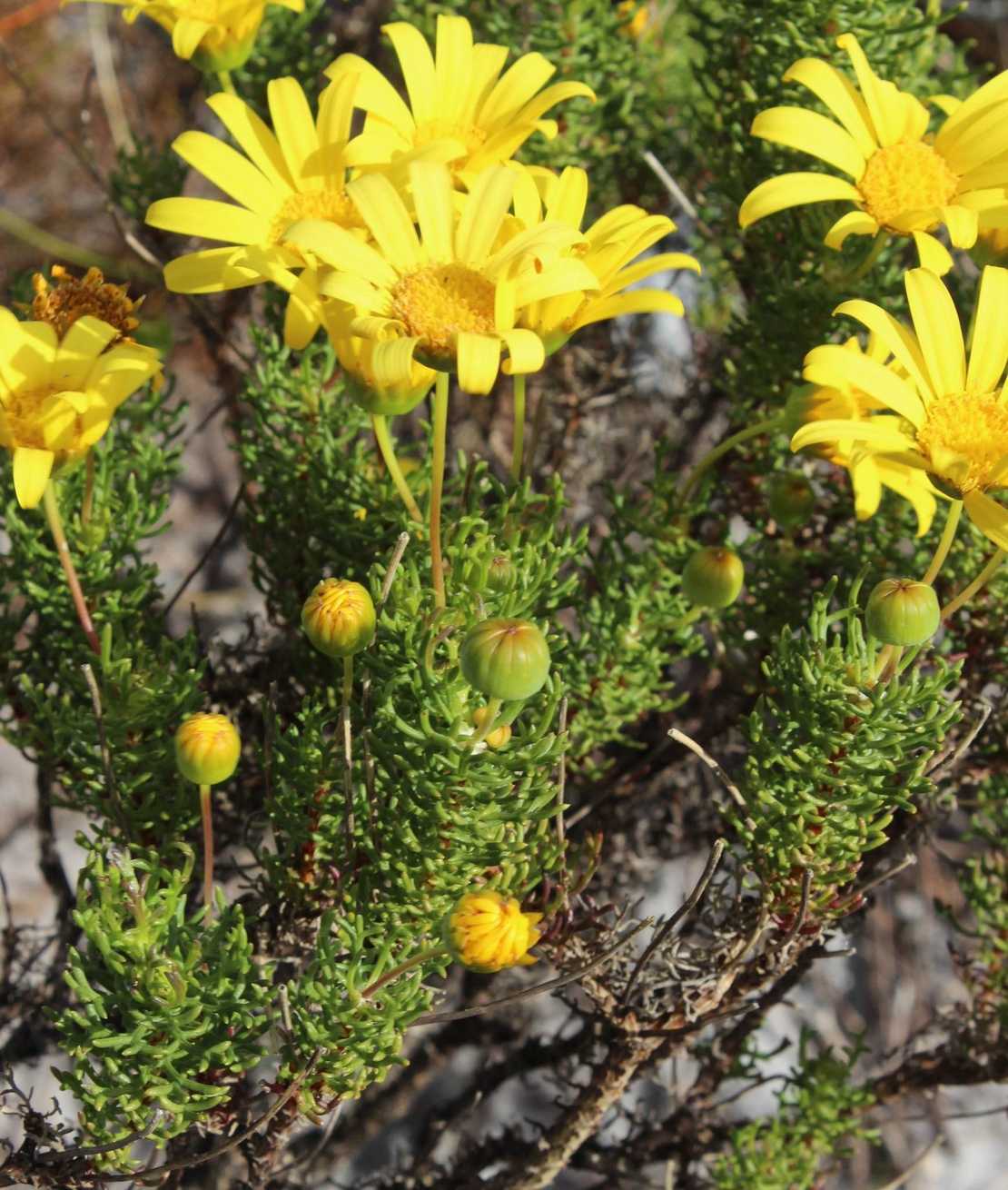 Euryops sp.