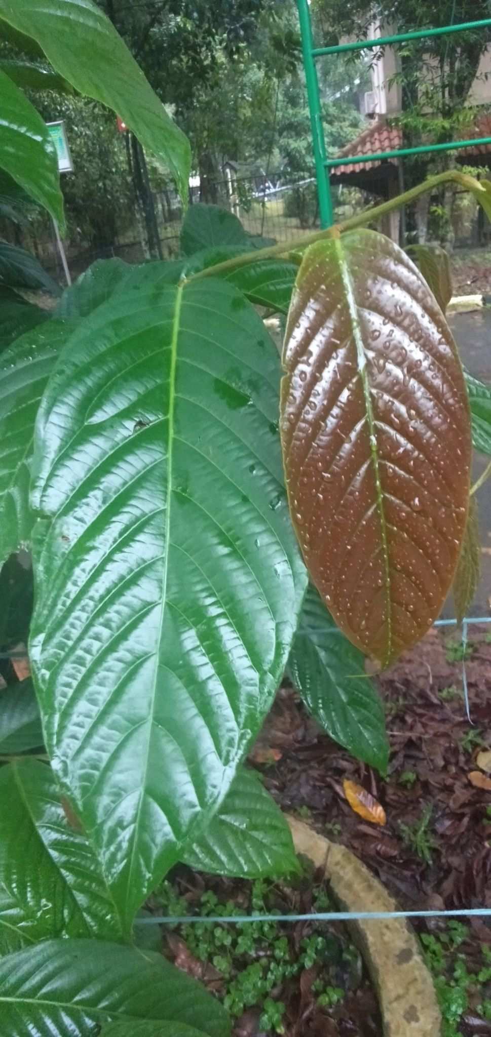 Eusideroxylon zwageri