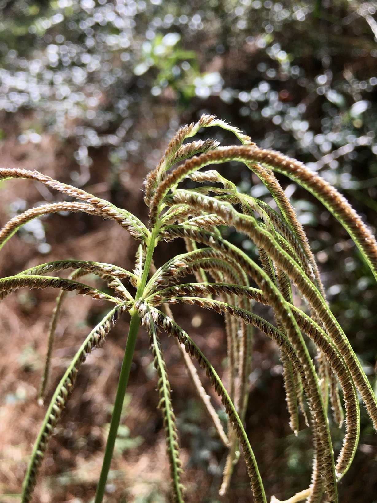 Eustachys distichophylla