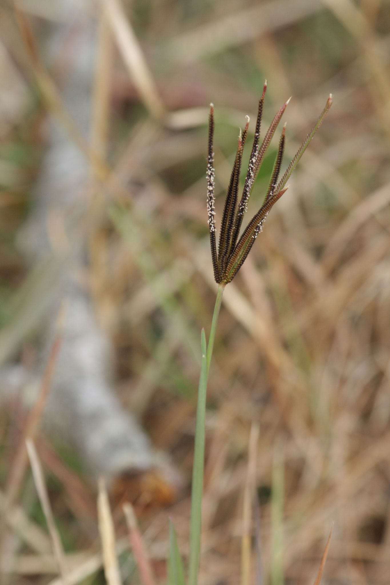 Eustachys petraea