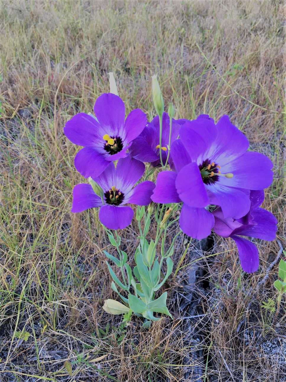 Eustoma russellianum