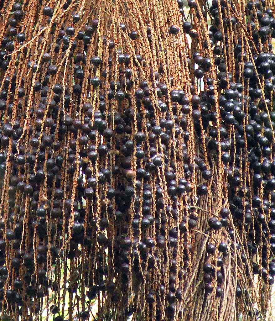 Euterpe edulis