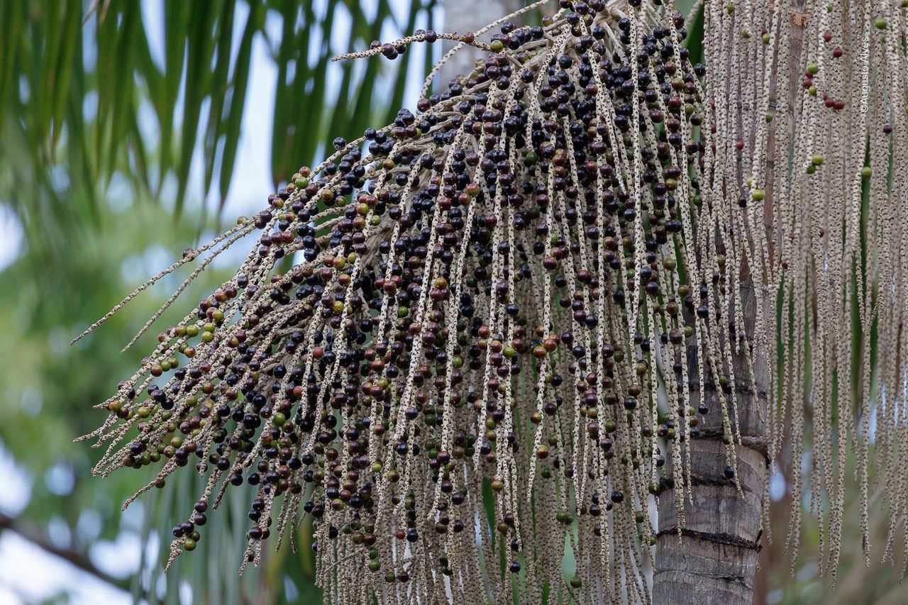 Euterpe oleracea