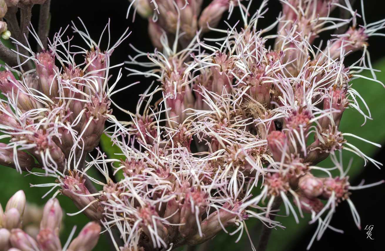 Eutrochium maculatum