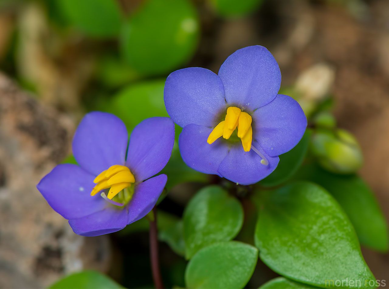Exacum affine
