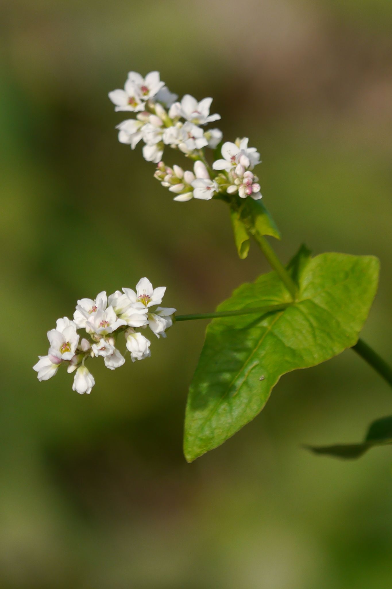 Fagopyrum esculentum