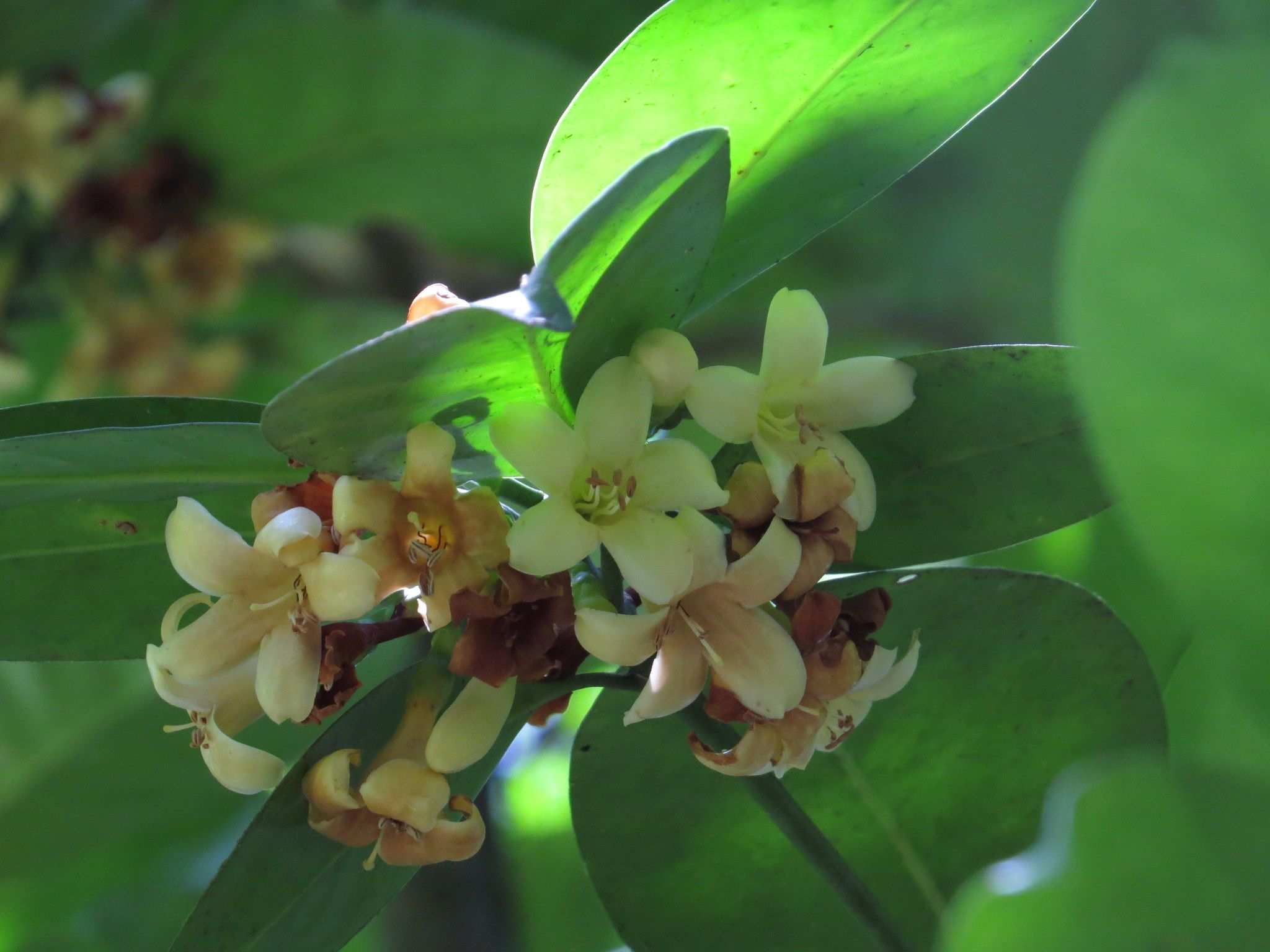 Fagraea gracilipes
