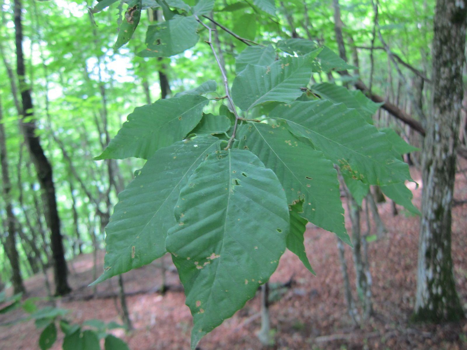 Fagus crenata
