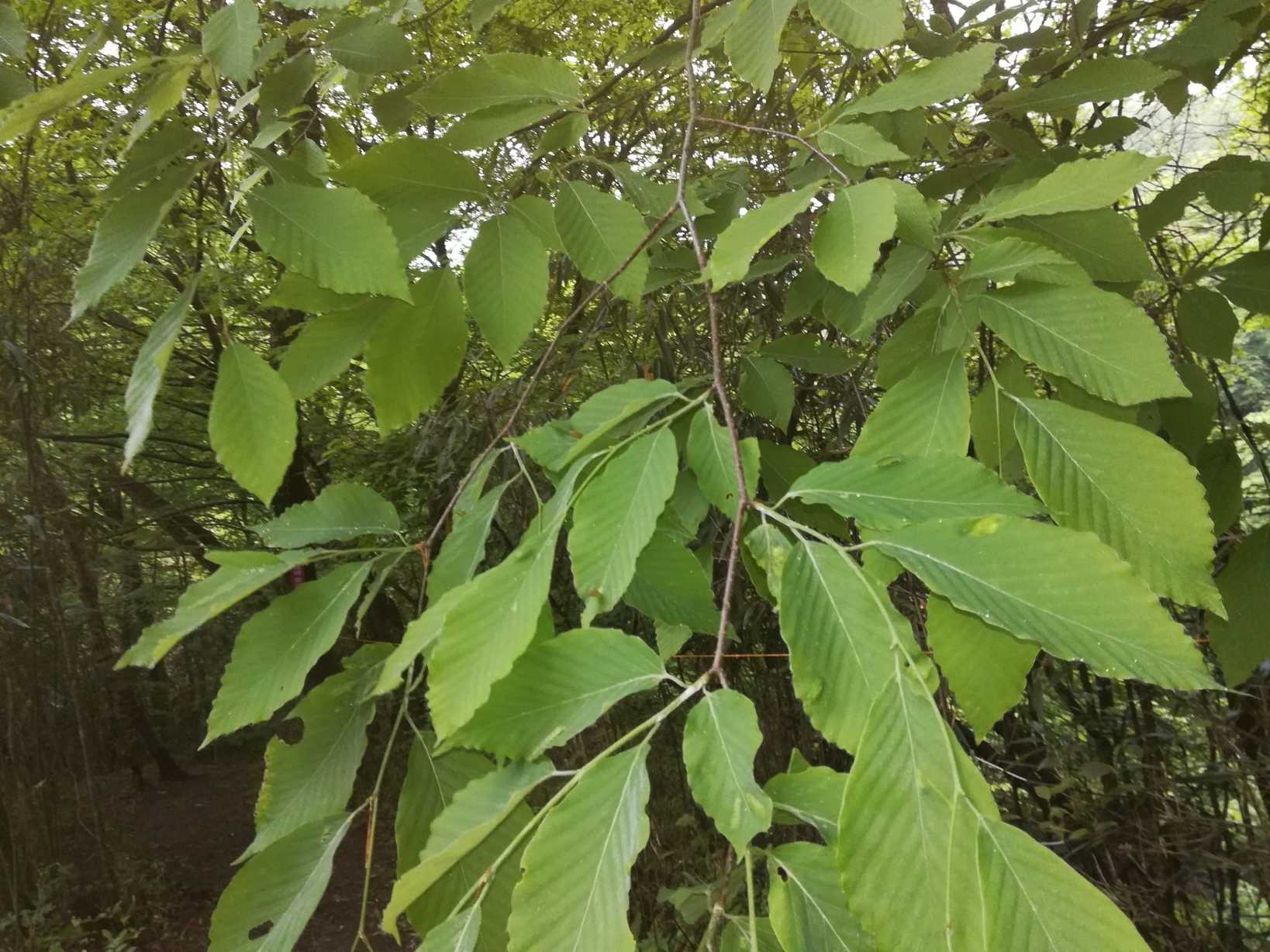 Fagus engleriana