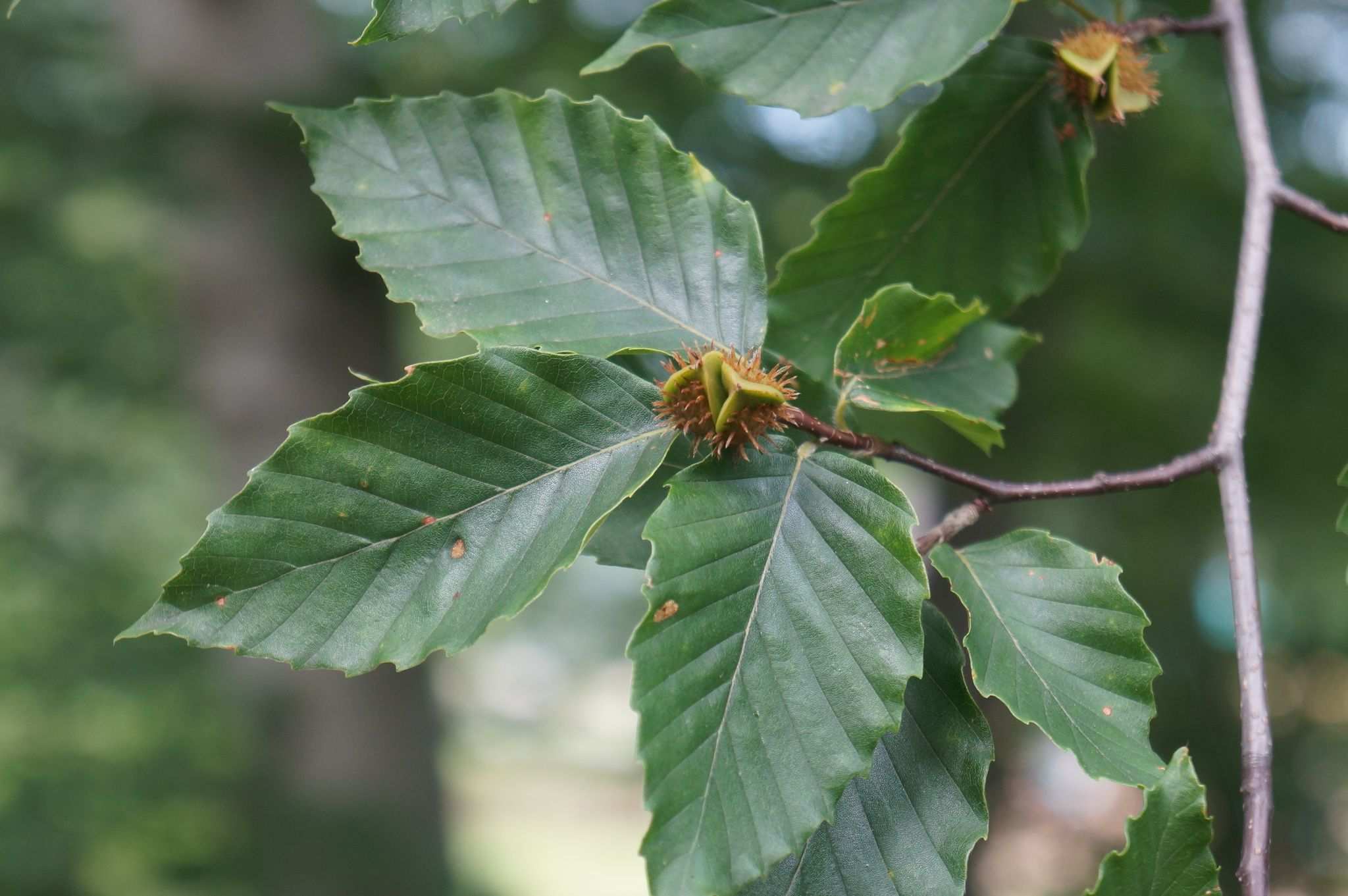Fagus grandifolia