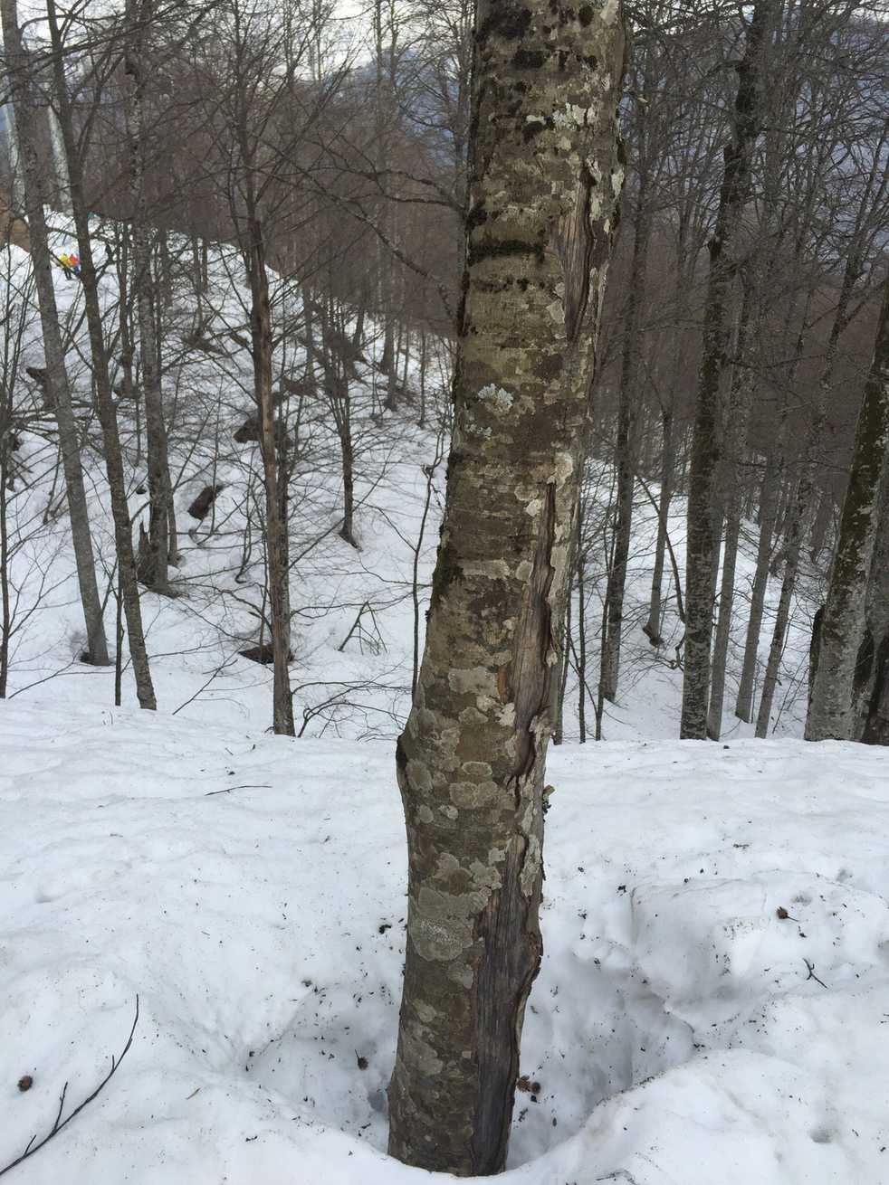 Fagus orientalis