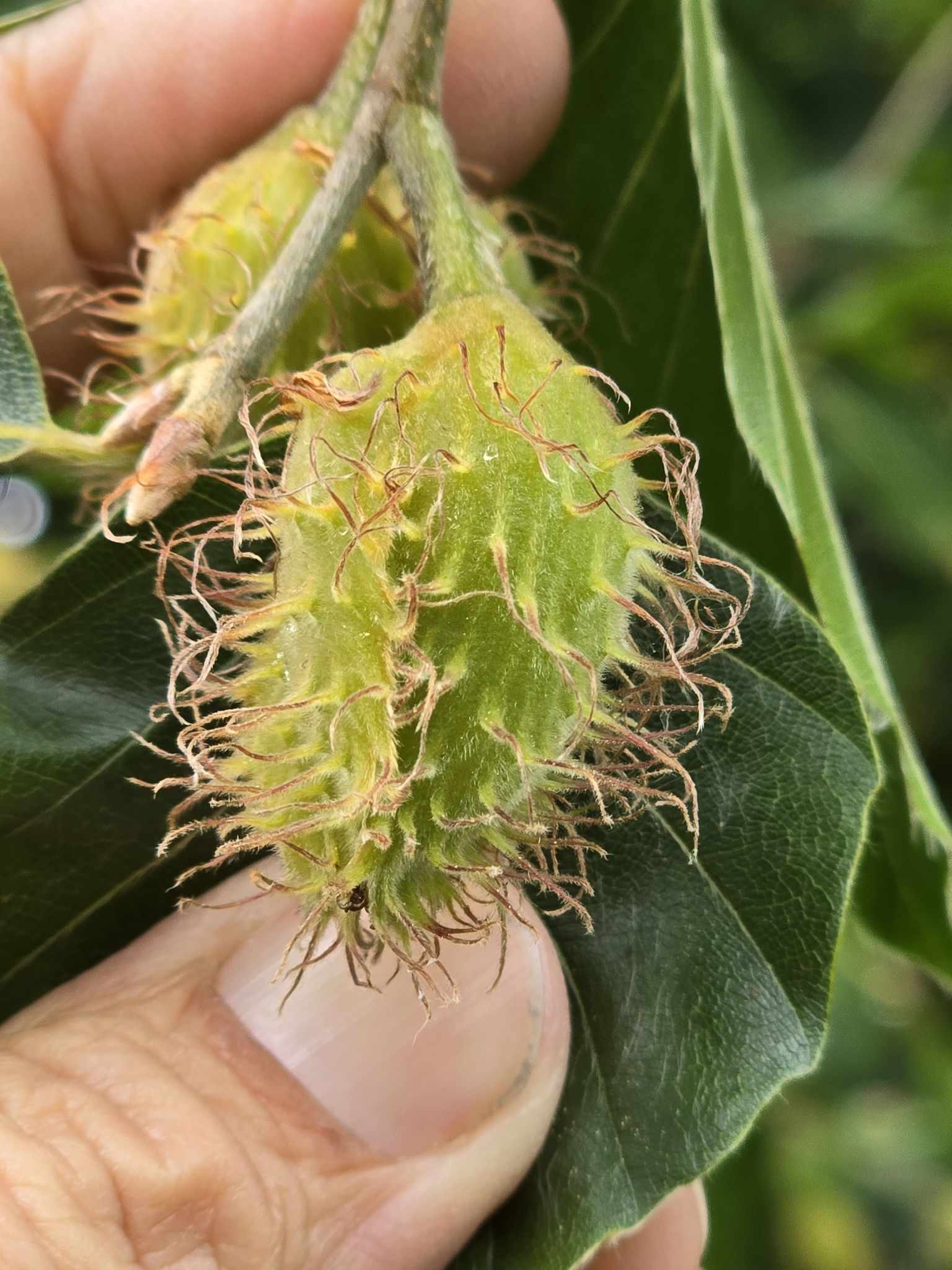 Fagus sylvatica